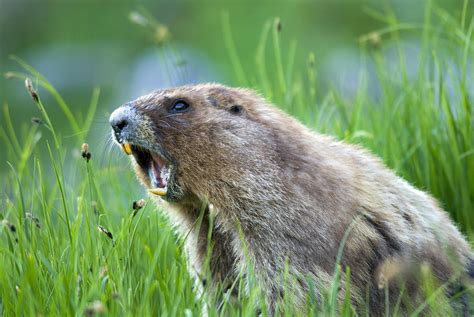 Olympic Marmot Photograph by Thomas And Pat Leeson - Pixels