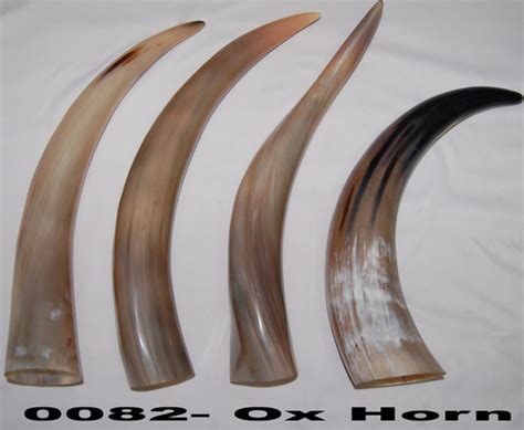 Ox Horns in Moradabad, Uttar Pradesh, India - HORN OVERSEAS