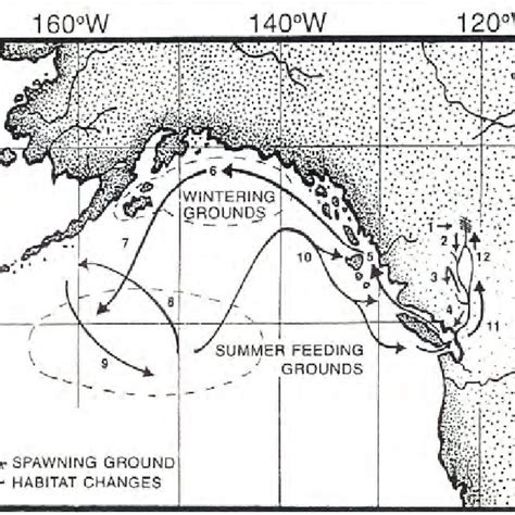 Assumed migration routes of Fraser River sockeye salmon postsmolts... | Download Scientific Diagram