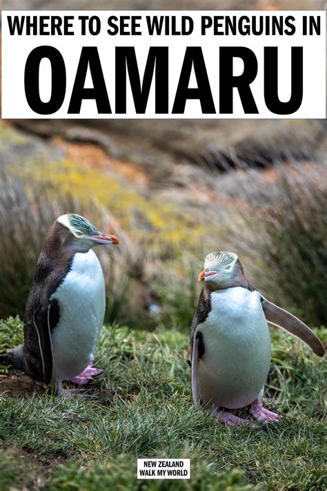 Oamaru Penguins: where to find them and which viewing experience is ...