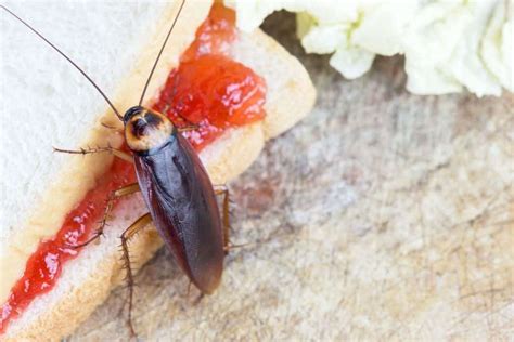 What Do Cockroaches Eat? - PestSeek