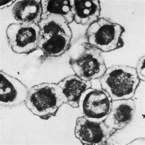 (PDF) Spheroplast Fusion as a Mode of Genetic Recombination in Mycobacteria