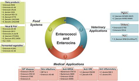 Frontiers | The Genus Enterococcus: Between Probiotic Potential and Safety Concerns—An Update
