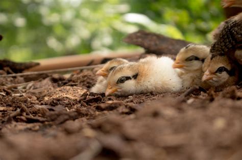 Premium Photo | Close up chick of wild red junglefowl(gallus gallus)