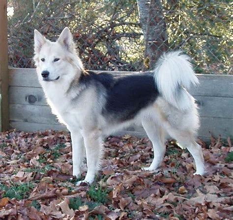 List 90+ Pictures Husky Mixed With A Wolf Superb