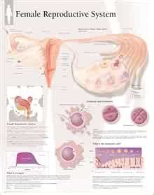 Female Reproductive System: Scientific Publishing: 9781930633629 ...