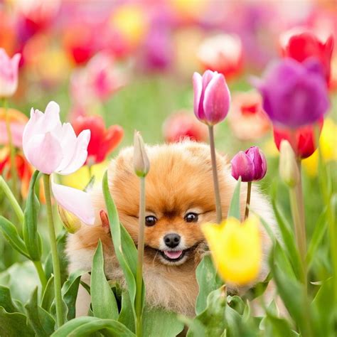 Puppies And Flowers Wallpapers (63+ images)