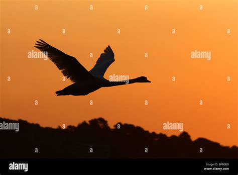 Swan Silhouette High Resolution Stock Photography and Images - Alamy