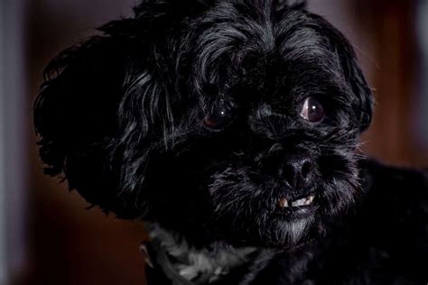 Affenpinscher: Your Ultimate Breed Info Guide to the Monkey Dog - K9 Web