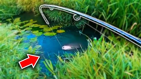 What Fish Live In This TINY River? - Mindovermetal English