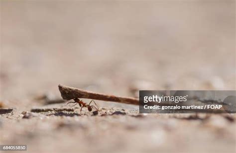 729 Ant Carrying Stock Photos, High-Res Pictures, and Images - Getty Images