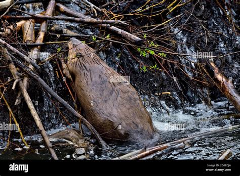 An adult beaver "Castor canadensis",climbing up a beaver dam in rural ...