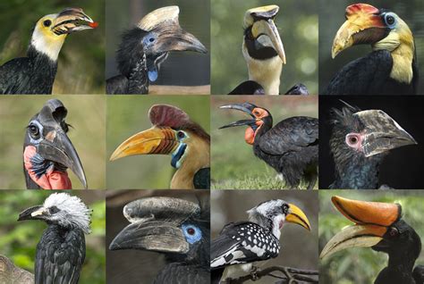 Hail to the Hornbill! – San Diego Zoo Wildlife Alliance Stories