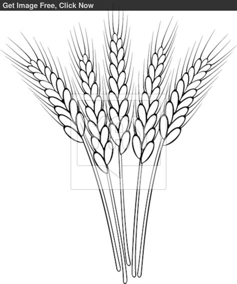 three stalks of wheat on a white background, black and white image with clipping