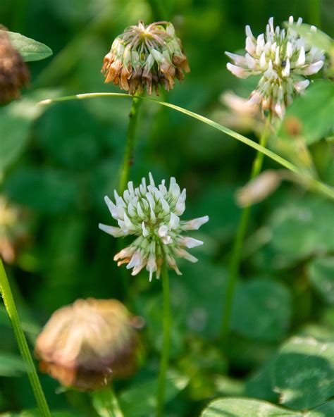 Identifying Clover (Trifolium spp.)