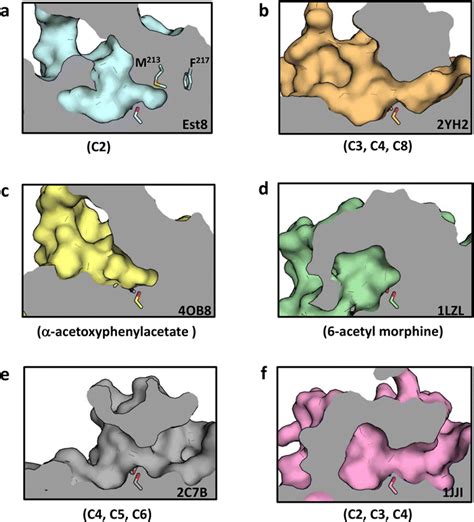 Comparison of the substrate channel in different esterases/lipases that ...