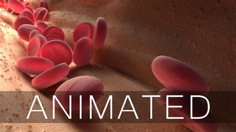 Blood Flow Animated 3D model animated | CGTrader