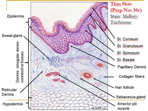 Skin (Integumentary System)