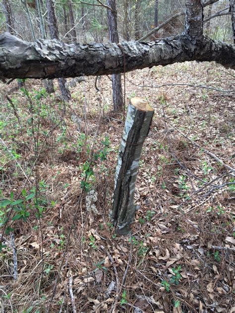 Ambrosia Beetle Traps for Young Pecans | Wilcox County Ag