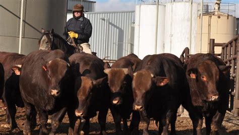 Santa Gertrudis Cattle - Texas Landowners Association