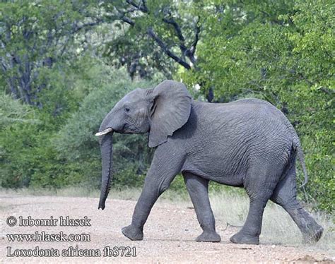 Loxodonta africana African Bush Elephant Afrikansk elefant ...