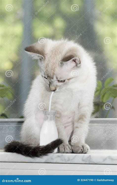 Kitten Drinking Milk from a Milk Bottle Stock Photo - Image of liquid, furry: 32447190