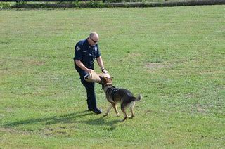 Otto the Police Dog demo | Pup Fan | Flickr