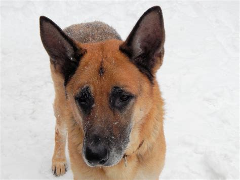 Free Images : nature, snow, animal, canine, male, pet, majestic, german shepherd, close up ...
