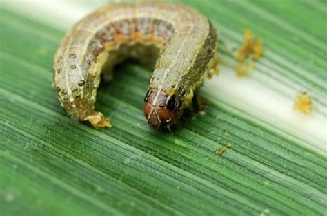 Armyworms: How to Spot, Stop, and Prevent These Pests in the Garden