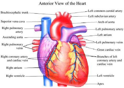 1: Heart anatomy from the anterior view (left) and interior view... | Download Scientific Diagram