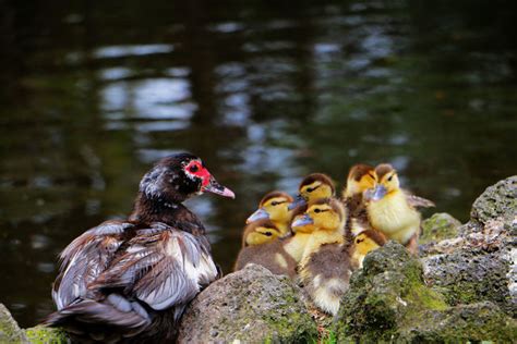 Duck On A Rock pictures | Curated Photography on EyeEm