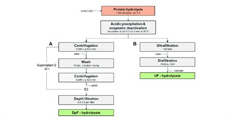 Processing routes to protein hydrolysates: (A) protein hydrolysates by... | Download Scientific ...