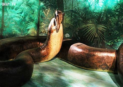 Tìm hiểu về rắn Titanoboa - loài vật bá chủ sau khi khủng long tuyệt chủng - Minh Tiệp