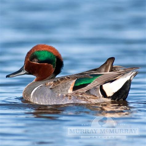 Murray McMurray Hatchery - Green Wing Teal Duck