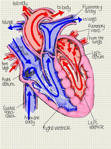 A place to find hints, tips and ask questions. — Basic diagram of the Heart, highlighting its ...