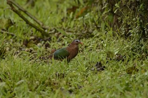 Common emerald dove - Facts, Diet, Habitat & Pictures on Animalia.bio