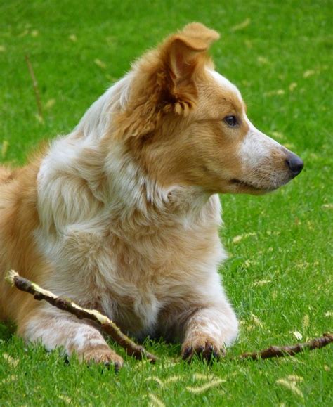 【ベストコレクション】 australian shepherd mix border collie 250343-Australian shepherd border collie mix ...