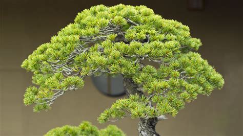 Important things that you should know about pine trees growth