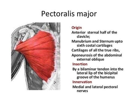 Image result for pec major muscle | Anatomy, Muscle anatomy, Pectoral muscles