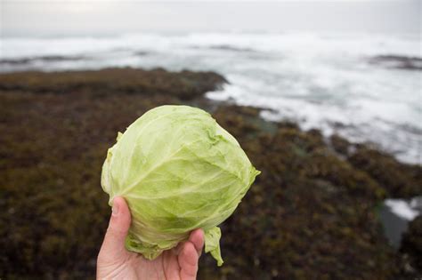 Sea Kraut Seaweed Sauerkraut Recipe | Fermentation Recipes