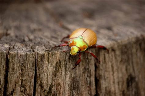 Christmas Beetle Pictures - AZ Animals