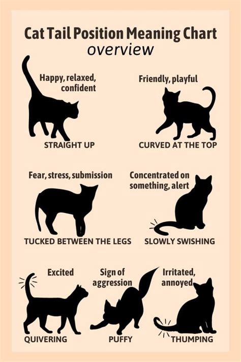 A Guide To The Cat Tail Position Meaning Chart