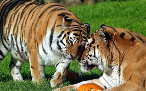 Tigers cuddling wallpaper - Animal wallpapers - #48357