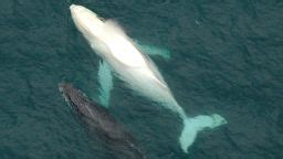 Rare albino whale puts on a show off Australian coast | CNN