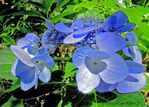 Selma, Ala. Daily Photo: Blue Lace-top Hydrangea