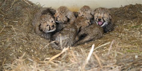 Twelve Cheetah Cubs Born at Smithsonian Conservation Biology Institute ...