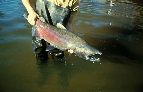 Chinook Salmon Habitat at Raymond Gaines blog