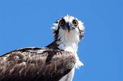 Osprey Bird - Facts, Information & Pictures