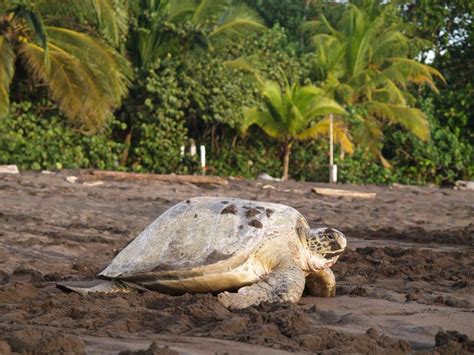 Tortuguero : un exemple de conservation et de développement au Costa Rica | Costa Rica Découverte