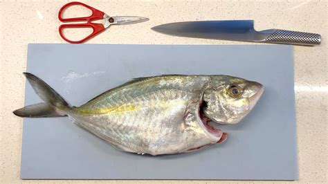 How To Fillet Trevally - Recipes.net